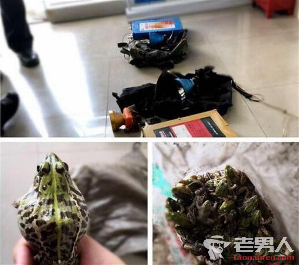 男子捕黑斑蛙被刑拘 青蛙属于国家禁止捕杀的保护动物