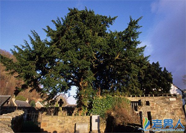 >英国五千年古树由雄转雌结果子 扒那些神奇植物