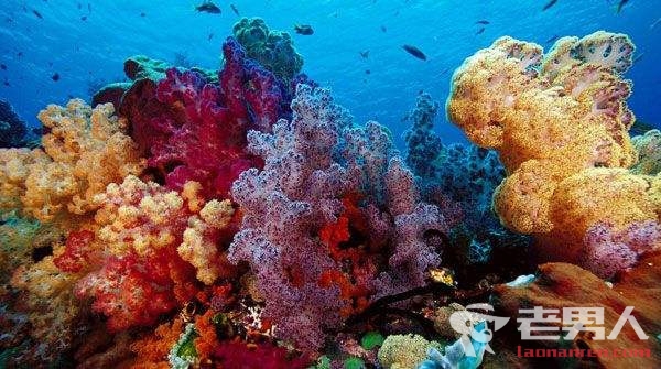 >大堡礁珊瑚群正缓慢死亡 系全球变暖致珊瑚白化