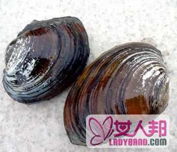 >【河蚌】河蚌怎么吃_河蚌的营养价值_孕妇能吃河蚌吗