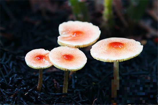 黑菌的营养价值 黑菌蘑菇汤