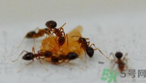 寝室有蚂蚁怎么办?宿舍有蚂蚁怎么消灭?