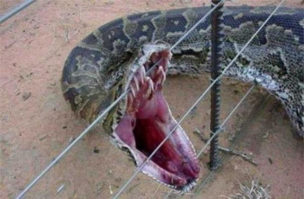 【村民挖出300公斤大蛇】马来西亚丛林挖出16米巨蟒 司机当场被吓死
