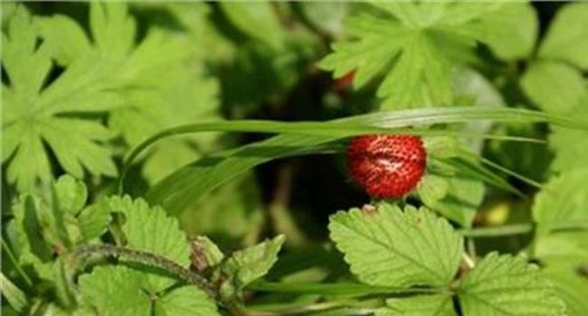 >【蛇莓的吃法】农村常见的蛇莓能吃吗 它有哪些功效和作用?