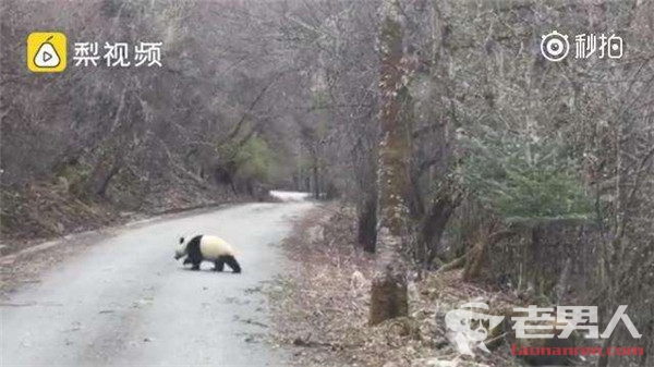 偶遇熊猫横穿马路 大熊猫觅食受惊躲入山林