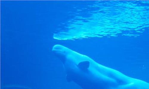 大白鲸世界儿童乐园:2015年开启疯狂拓展计划