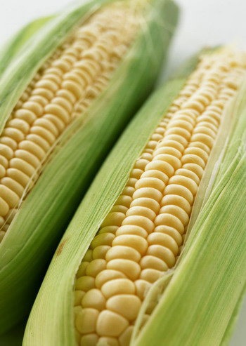 >紧凑型杂交玉米之父李登海:玉米种子里寄托家国情怀