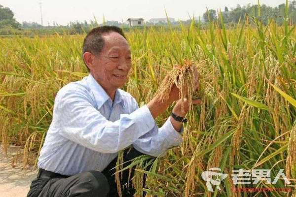 >袁隆平再创奇迹 海水稻试种成功远超预期产量
