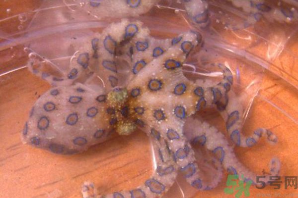 剧毒蓝环章鱼当宠物卖,被蓝环章鱼咬了怎么办?