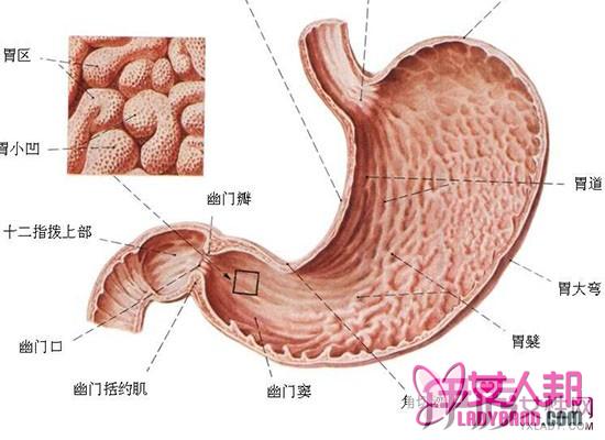 >胃溃疡的病因 胃溃疡的症状的临床表现