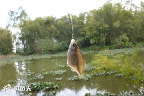 >于小鱼的夏天 夏季野钓小鱼闹窝的应对技巧