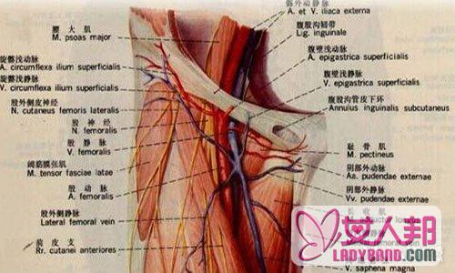 腹股沟具体位置图片分享 盘点它的特点有哪些