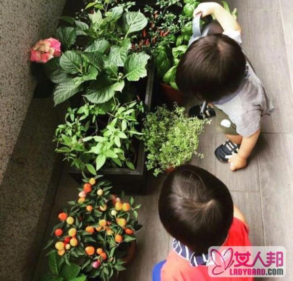林志颖双胞胎儿子帮妈妈浇花 画面温馨超级可爱