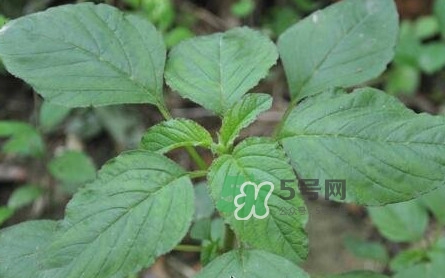 >野苋菜有刺吗？野苋菜和刺苋菜一样吗