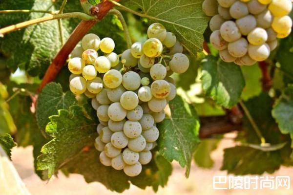>6月16-17日，阿尔巴利诺葡萄酒节将在帕索罗布尔斯举办