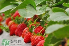 摘草莓需要注意什么？草莓采摘的注意事项