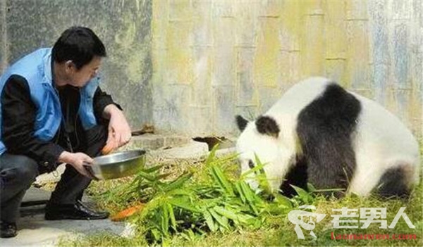 >武汉大熊猫遭虐待将送回四川休养 涉事饲养员被停职