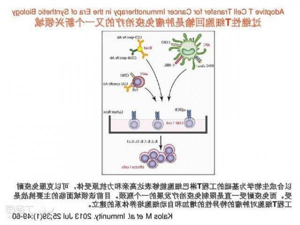 >曹雪涛为什么那么牛 为什么免疫治疗会没有曹雪涛