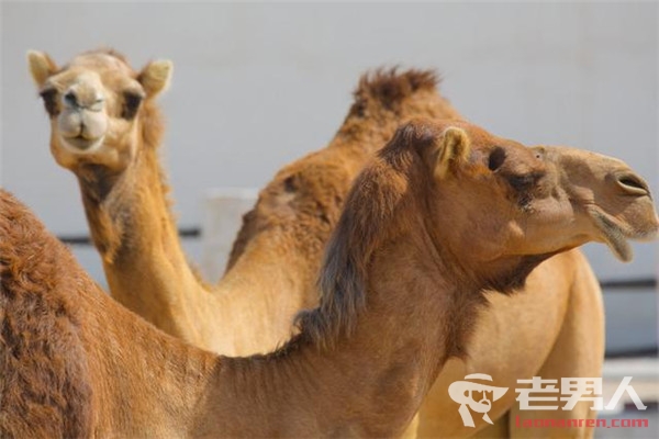 >沙特举办骆驼选美比赛 赛事为期28天奖金3.7亿元