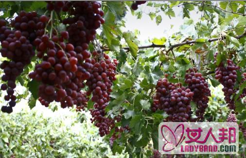 >葡萄的功效和作用,常吃葡萄的好处