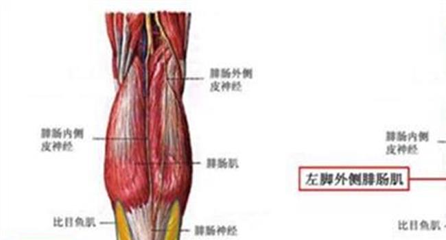 【腓肠肌挤压试验】引起腓肠肌挤压试验阳性的原因