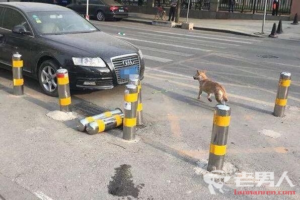 >北京朝阳一恶犬沿街咬伤8人 遇到恶犬如何避免被咬伤