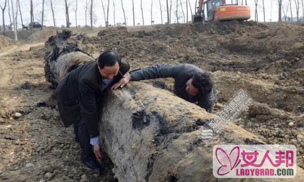 >湖北村民挖出25米长乌木 可达八至十五万元每立方