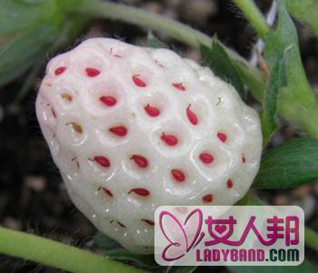 【菠萝莓种植方法】菠萝莓能大棚种植吗_菠萝莓种植时间