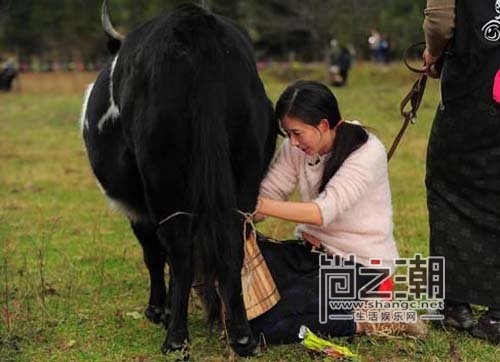 >女神林志玲真人秀嫁入藏族农家素颜出镜挤牛奶
