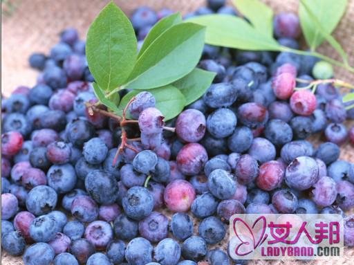 >野生蓝莓浆果的特点 野生蓝莓浆果很难获取