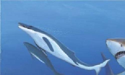 方舟仙境龙王鲸刷新点 龙王鲸 苗条的“大海怪”