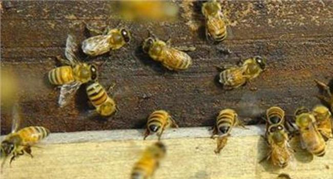 蜂胶怎么吃?6个食用方法教你正确吃蜂胶
