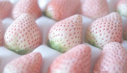 菠萝莓好吃吗?菠萝莓多少钱一斤