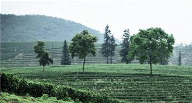 【英德红茶品牌】首届中国·英德红茶头采节成功举办