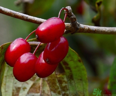 >茱萸是什么？重阳节为什么要插茱萸？