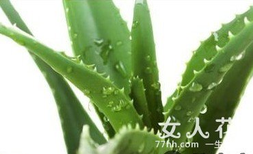 芦荟胶可以用来做面膜