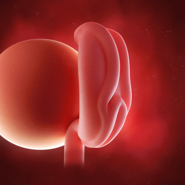 女性排卵全过程图解 排卵有什么症状或感觉