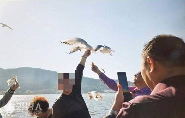 >游客抓海鸥拍照 被保安制止后摔断海鸥翅膀