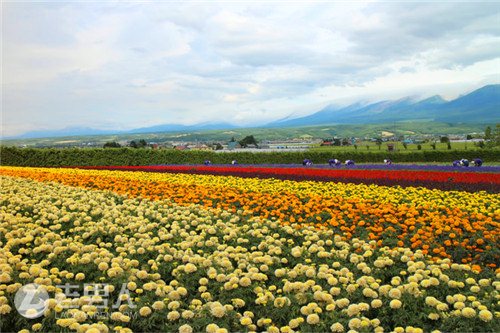 >不是非札幌小樽不可 北海道还有一个旭川