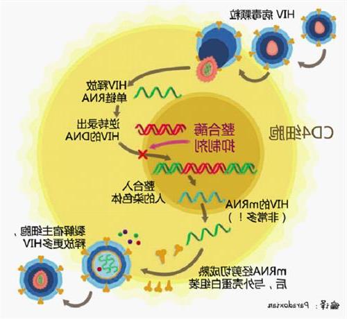 >何大一艾滋病最新成果 何大一新发明效果类似于艾滋病疫苗的预防针剂