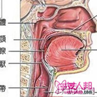 >了解咽炎会咳嗽症状 让自己远离几种常见疾病