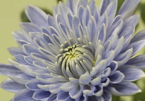 菊花有蓝色吗_蓝色菊花名字叫什么_蓝色的菊花是什么品种