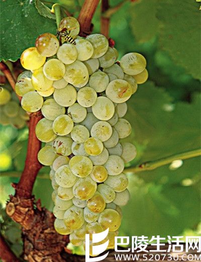 邂逅希腊的酿酒白葡萄品种