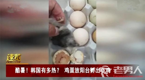 韩国持续高温天气 男子将鸡蛋放阳台孵出鸡
