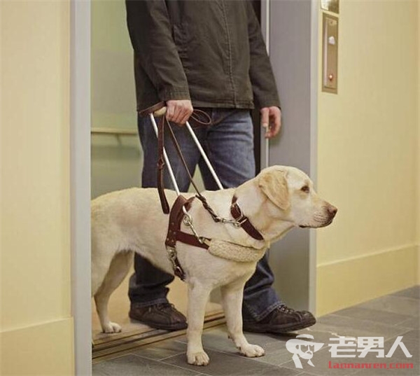 >盲人带导盲犬被拒 酒店拒绝导盲犬理由是这个
