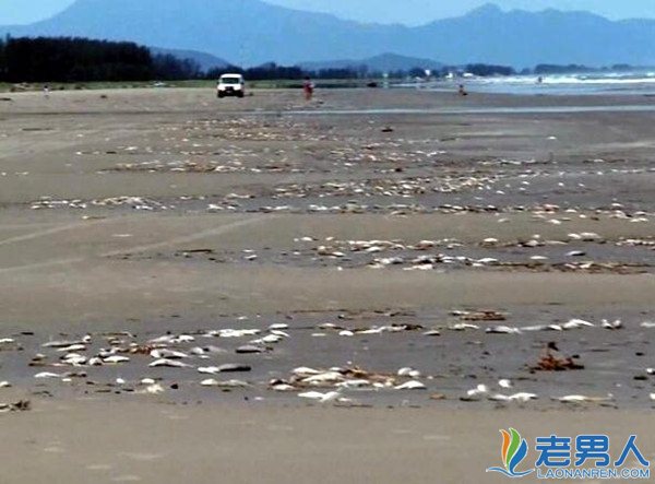 三亚海滩现死鱼 延绵海滩数百米