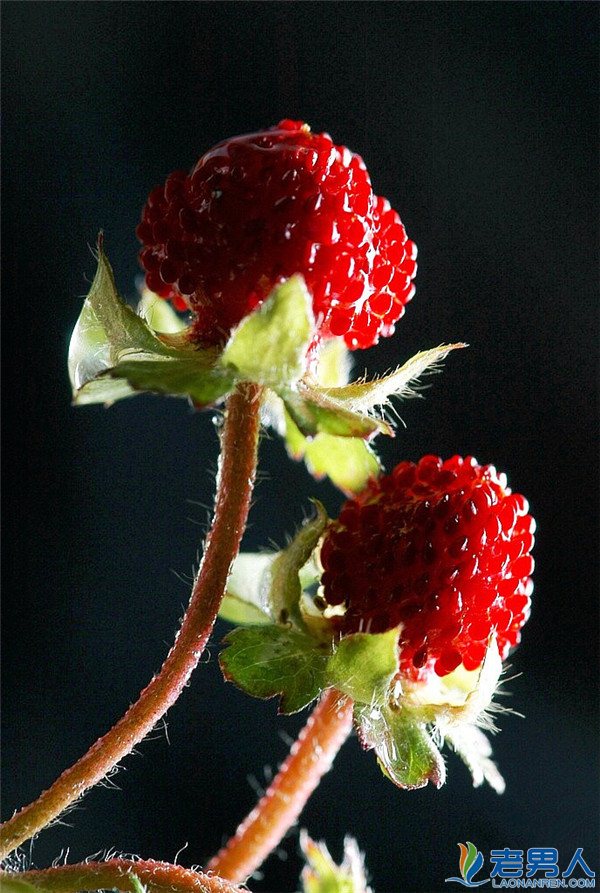 >蛇莓到底能不能吃 吃了会中毒吗