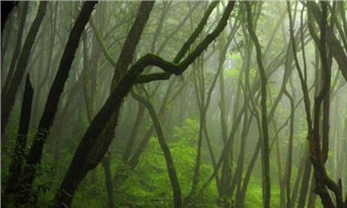热带雨林植物 海南着力建设热带雨林国家公园(图)
