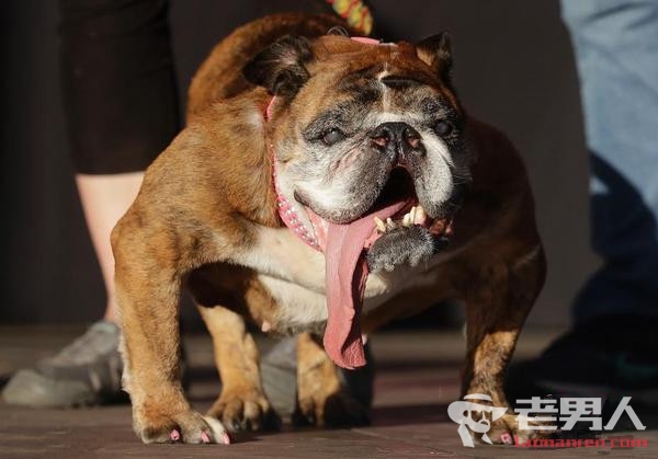 美举办世界最丑狗狗大赛 9岁斗牛犬长舌拖地夺冠