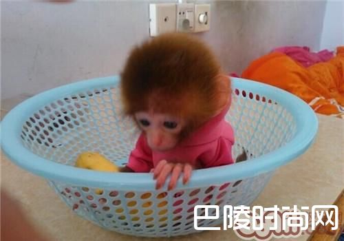 >日本袖珍石猴价格及智商 日本袖珍石猴好养吗多少钱一只